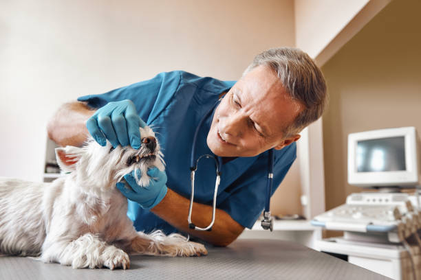 Best After-Hours Emergency Dentist in Liberty, PA